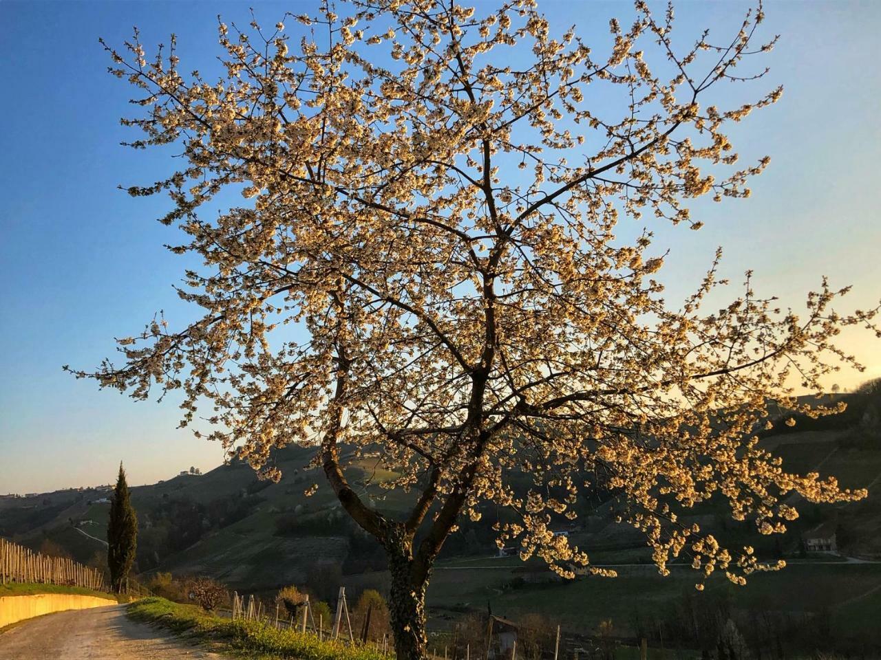 Panoramic Villa Garassino - Country Rooms And Fine Restaurant 트레이소 외부 사진